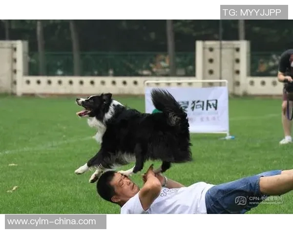 深圳飞盘队与上海飞盘队赛后复盘分析及经验总结 深圳飞盘队与上海飞盘队赛后复盘分析及经验总结